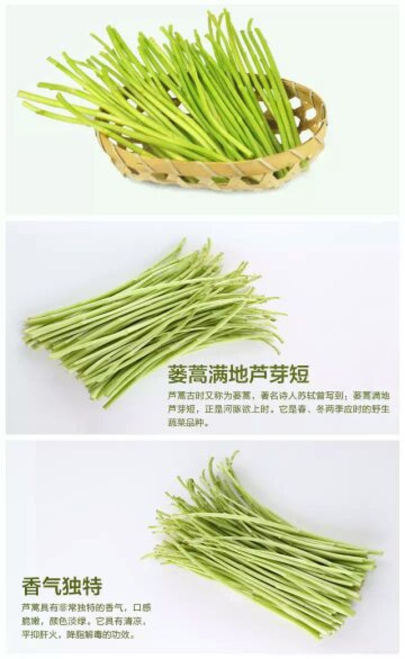 芦篙