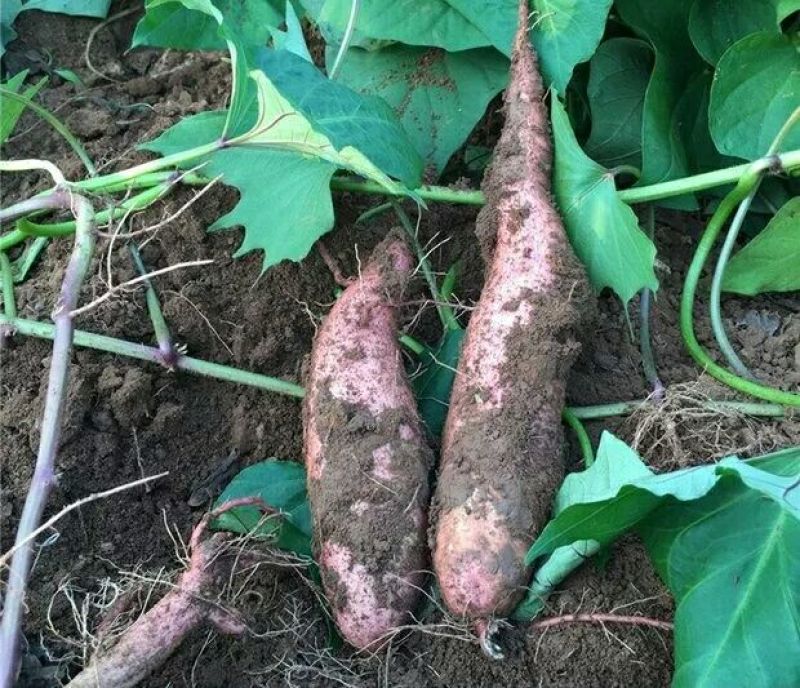 红薯淀粉散装