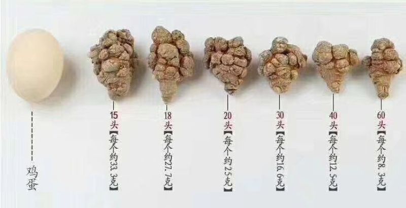 三七粉40头粉