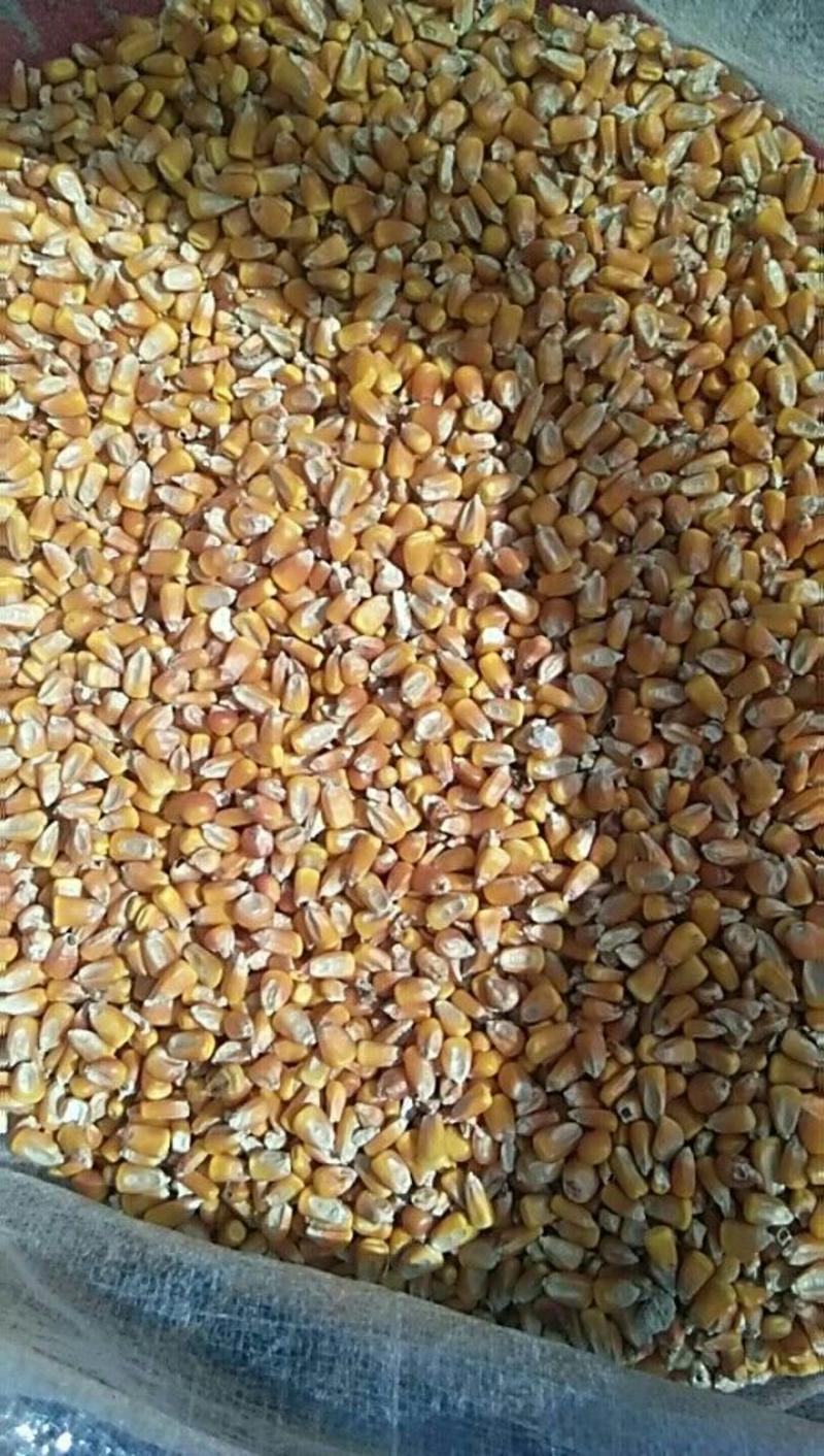 先玉335玉米14~16%