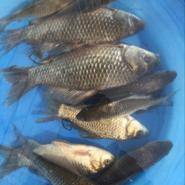 鲫鱼食用