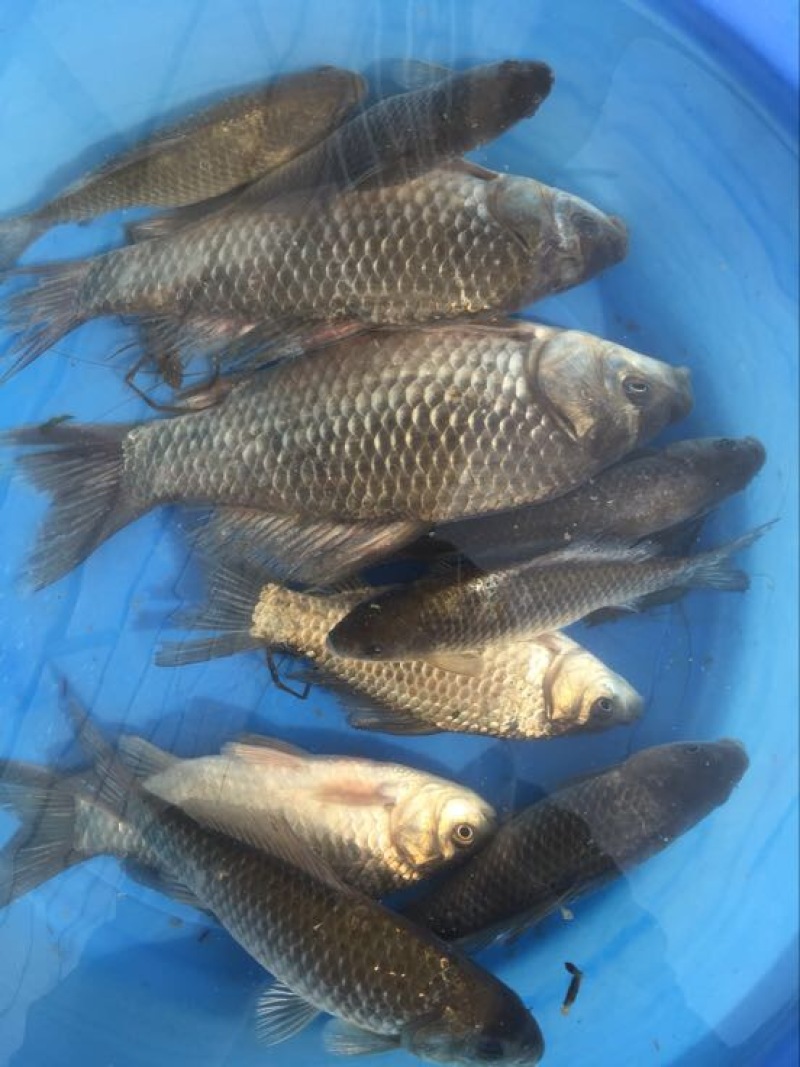 鲫鱼食用
