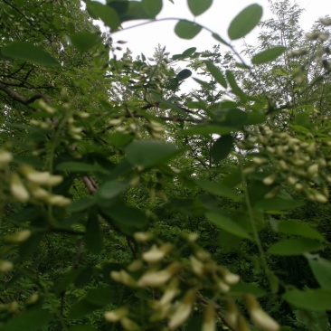 槐花