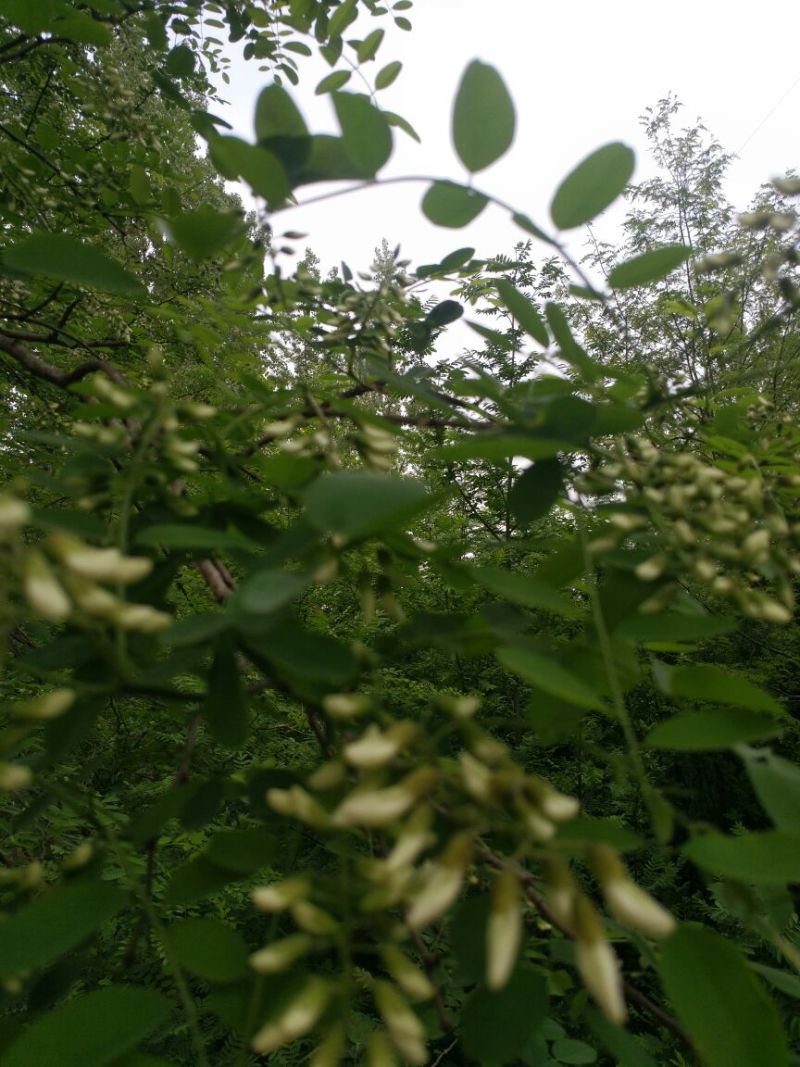 槐花