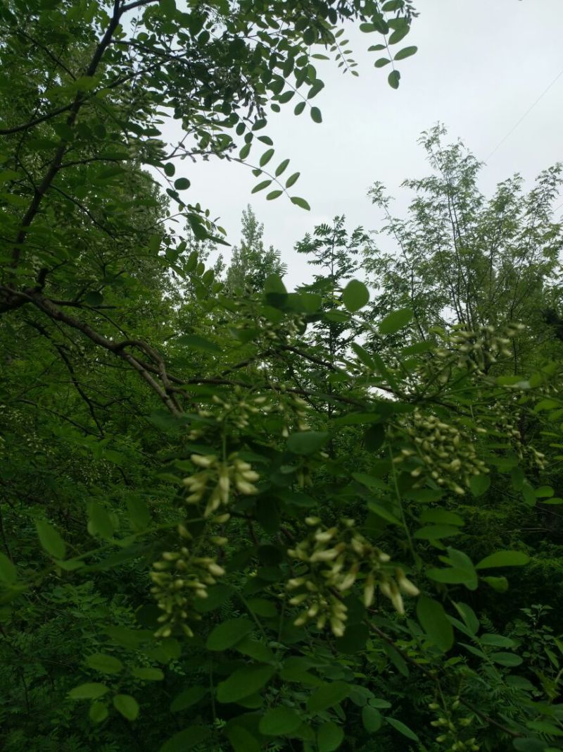 槐花