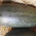 黑美人西瓜6斤打底8成熟1茬
