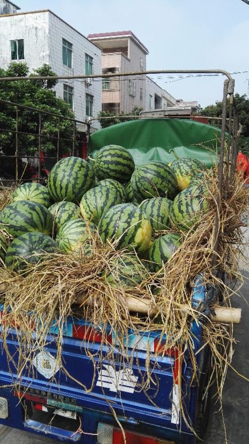 南宁甜王西瓜7斤打底8成熟1茬