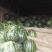 南宁甜王西瓜7斤打底8成熟1茬