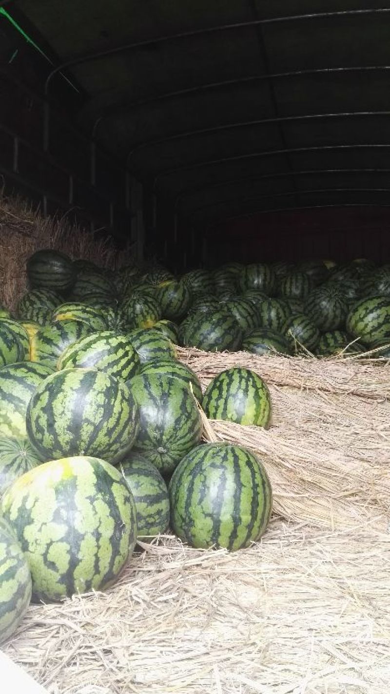 南宁甜王西瓜7斤打底8成熟1茬