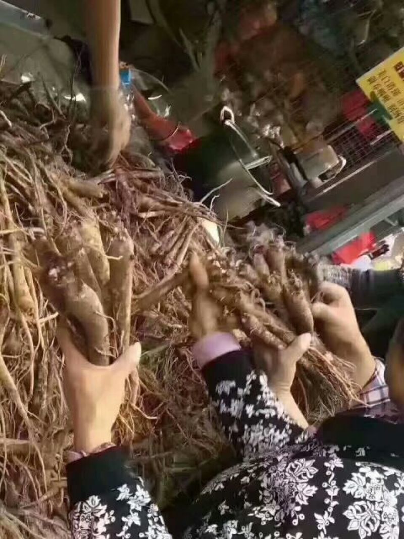 沙参野生统条鲜