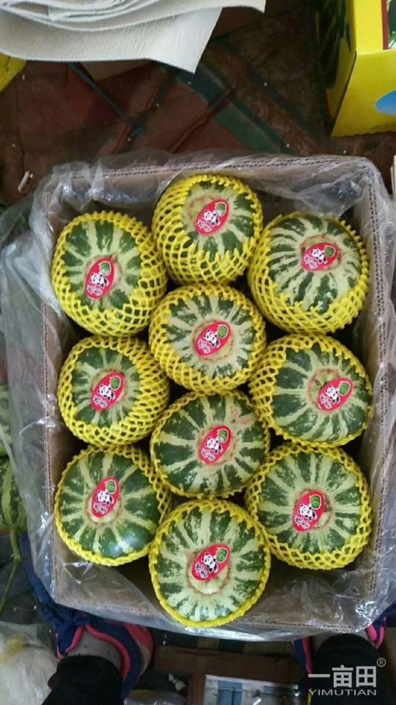 花蕾甜瓜统货0.5斤以上