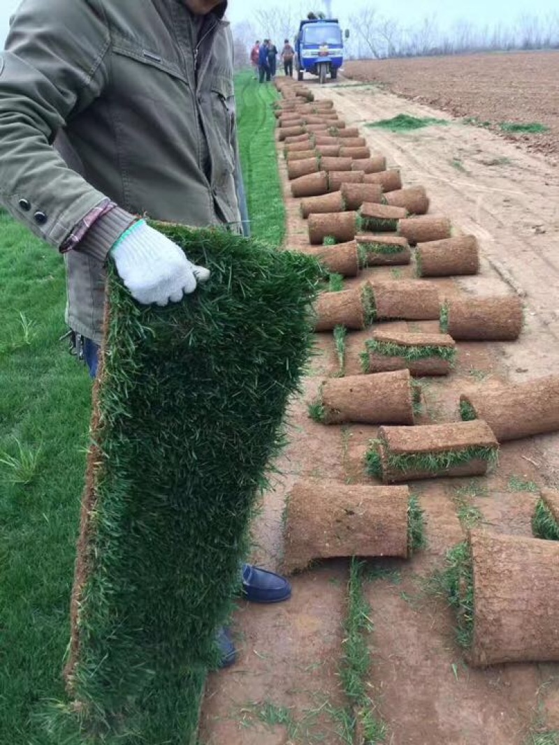 草皮