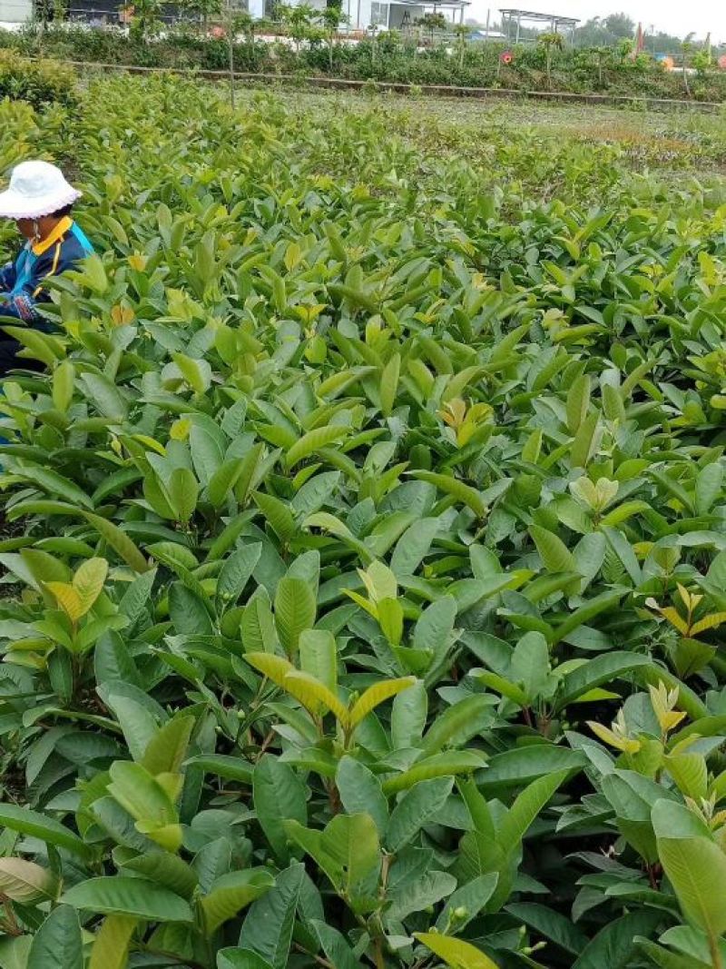 【正品】台湾珍珠番石榴苗，基地现挖，包成活率，品种纯正