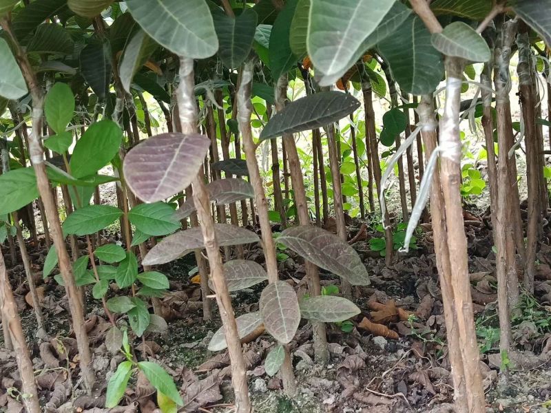 【正品】台湾珍珠番石榴苗，基地现挖，包成活率，品种纯正