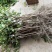【正品】台湾珍珠番石榴苗，基地现挖，包成活率，品种纯正