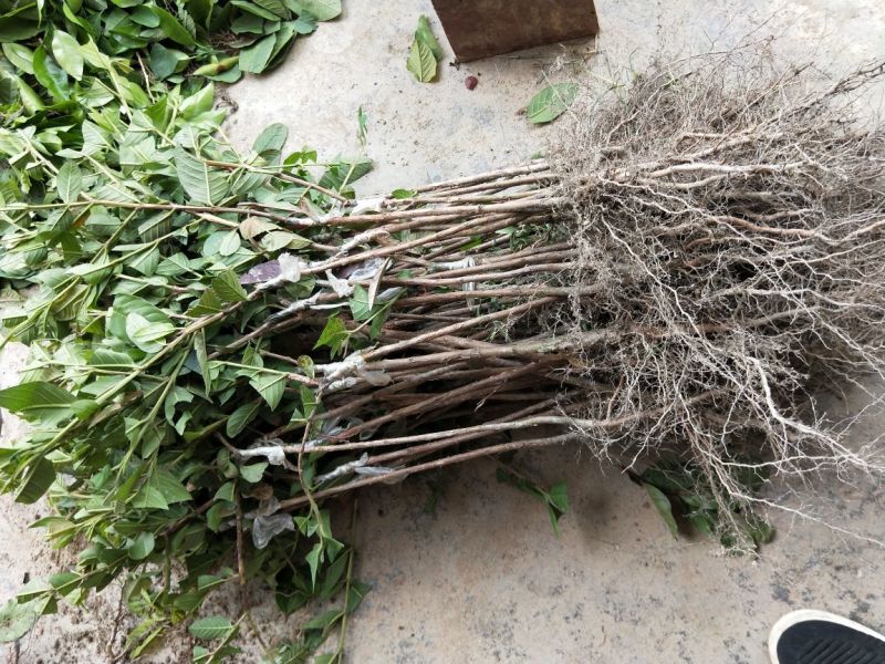 【正品】台湾珍珠番石榴苗，基地现挖，包成活率，品种纯正