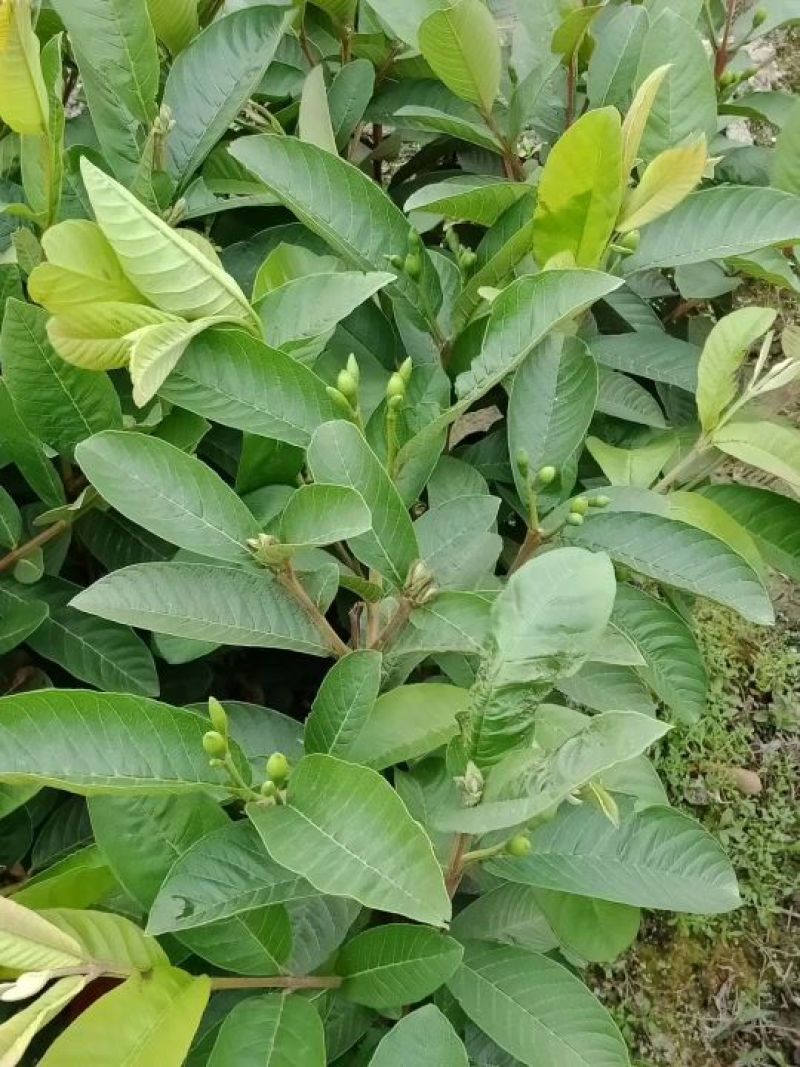 【正品】台湾珍珠番石榴苗，基地现挖，包成活率，品种纯正