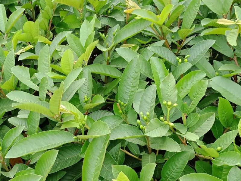 【正品】台湾珍珠番石榴苗，基地现挖，包成活率，品种纯正