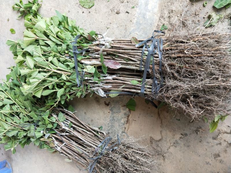 【正品】台湾珍珠番石榴苗，基地现挖，包成活率，品种纯正