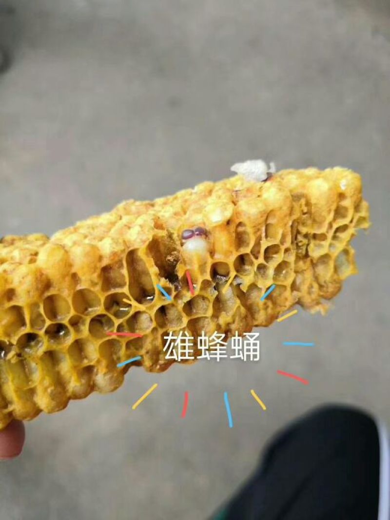 土蜂蜜1斤