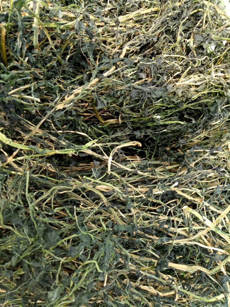 豆瓣菜放心菜