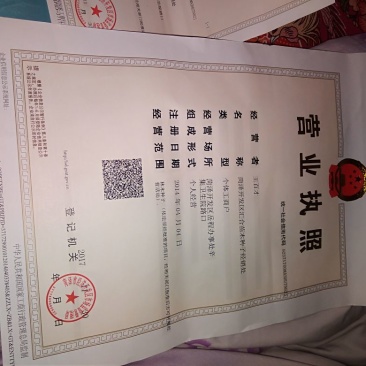 栾树种子沙藏好的种子，随时下地播种