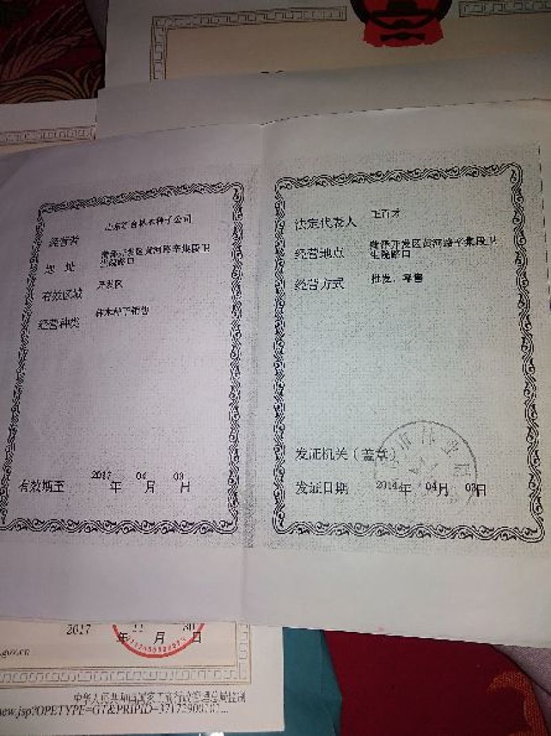 栾树种子沙藏好的种子，随时下地播种