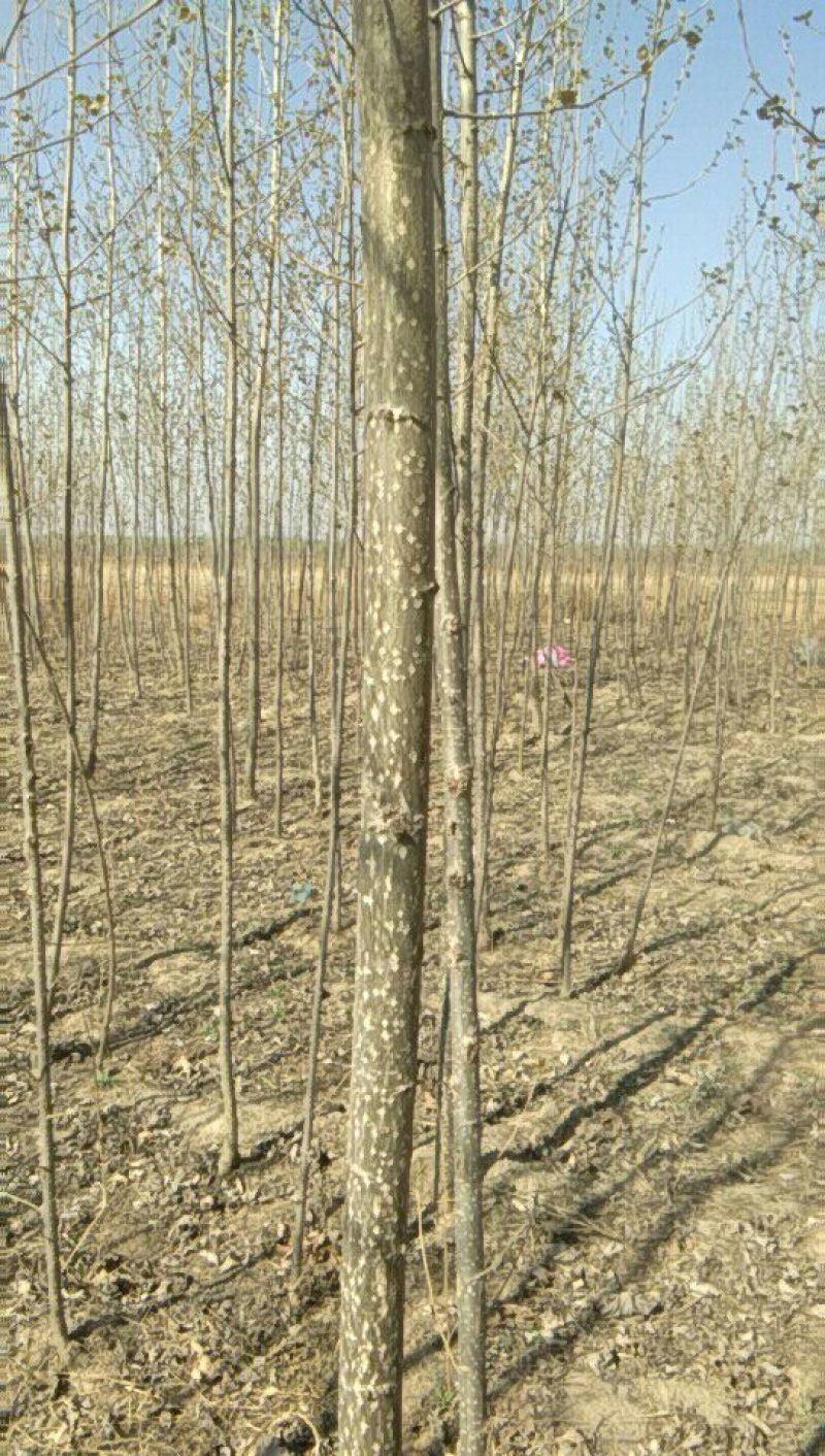 107杨树苗3公分