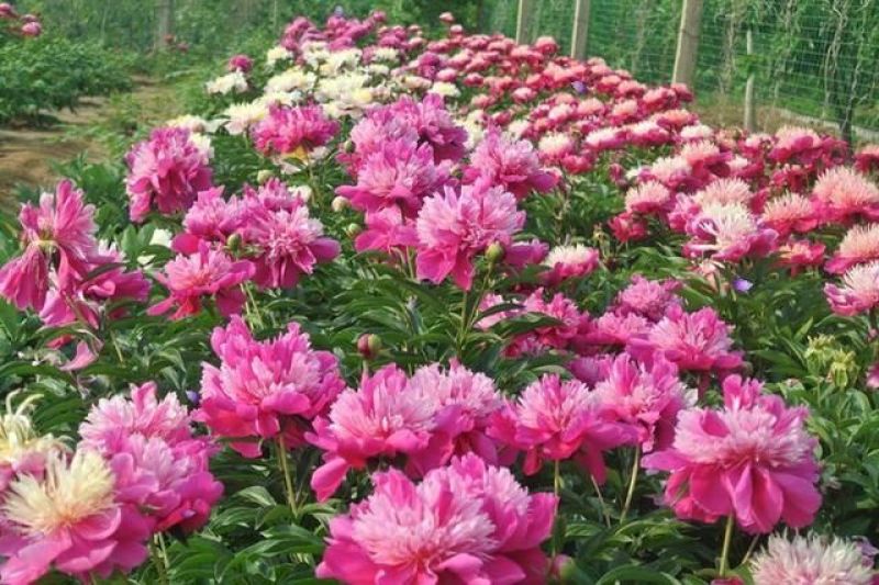 芍药，精品观赏芍药，基地直供，保品种，保成活