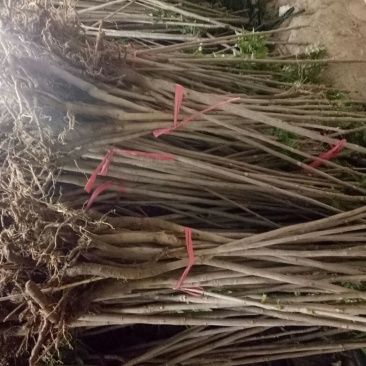 红油香椿树10cm以下