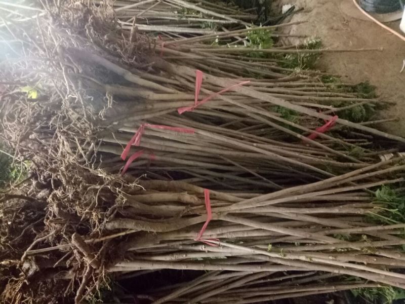 红油香椿树10cm以下