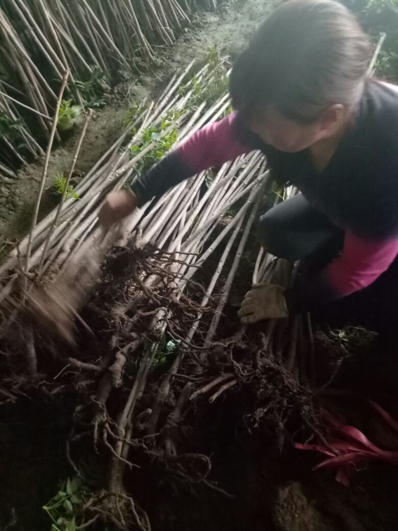 红油香椿树10cm以下