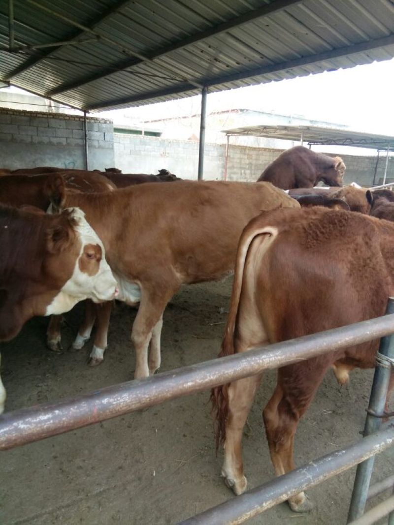 西门塔尔牛犊300~400kg
