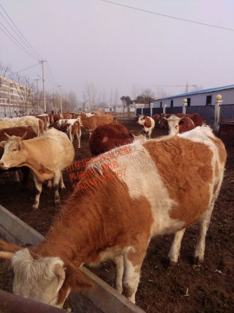 西门塔尔牛犊300~400kg