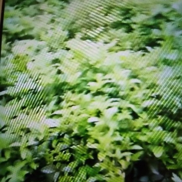 草皮