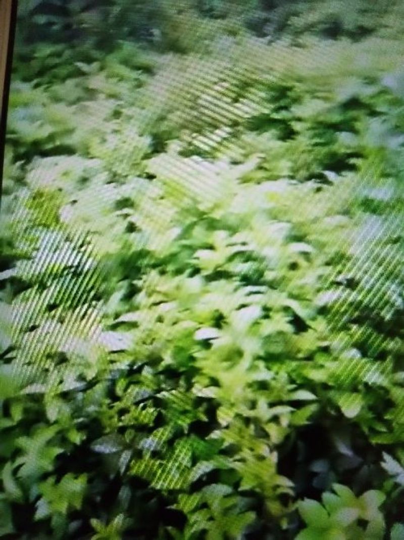 草皮