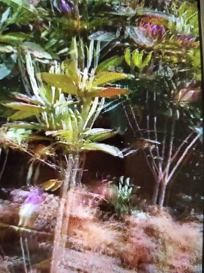 草皮