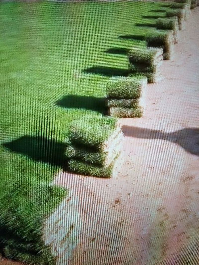 草皮