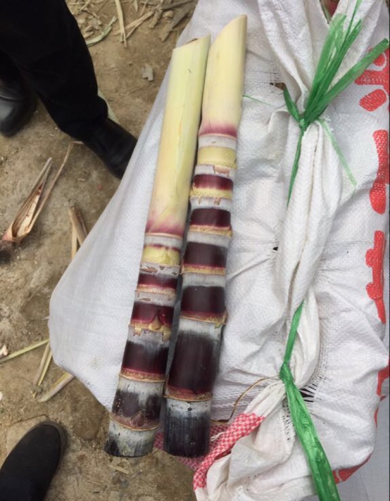 大灰种黑甘蔗苗3~4牙