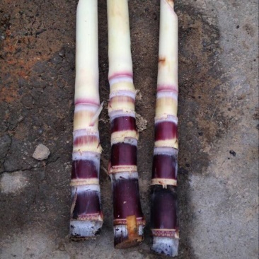 广西黑皮甘蔗种苗，适合北方种植的甘蔗种子