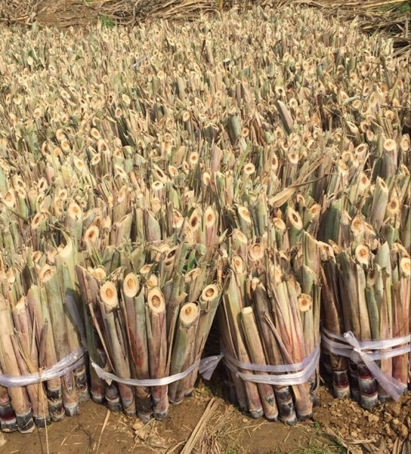 广西黑皮甘蔗种苗，适合北方种植的甘蔗种子