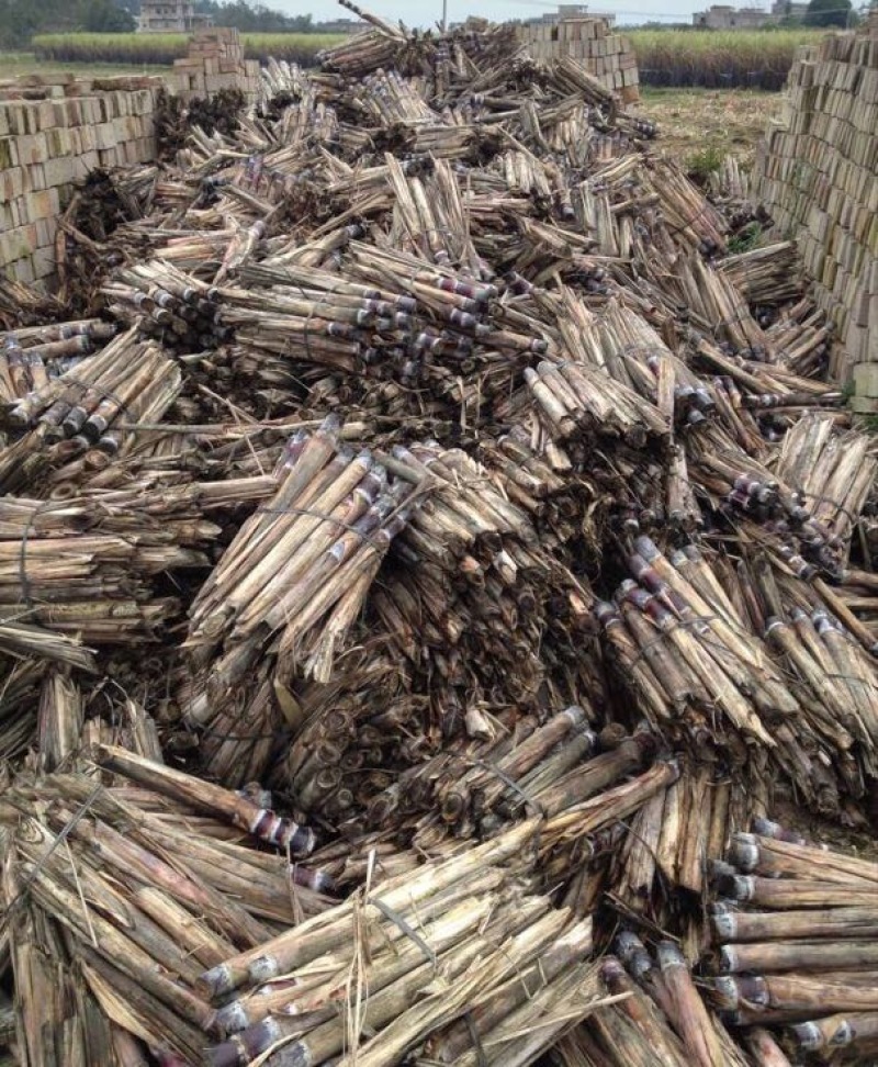 广西黑皮甘蔗种苗，适合北方种植的甘蔗种子