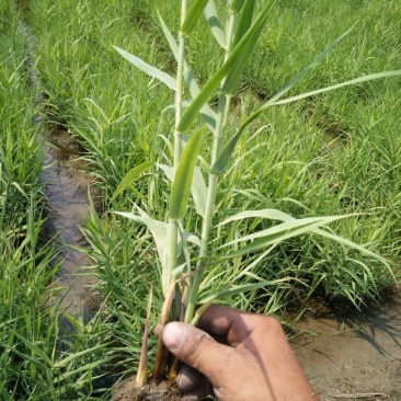 花叶芦竹50cm以上