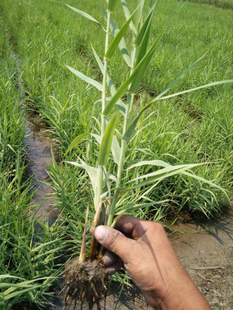 花叶芦竹50cm以上