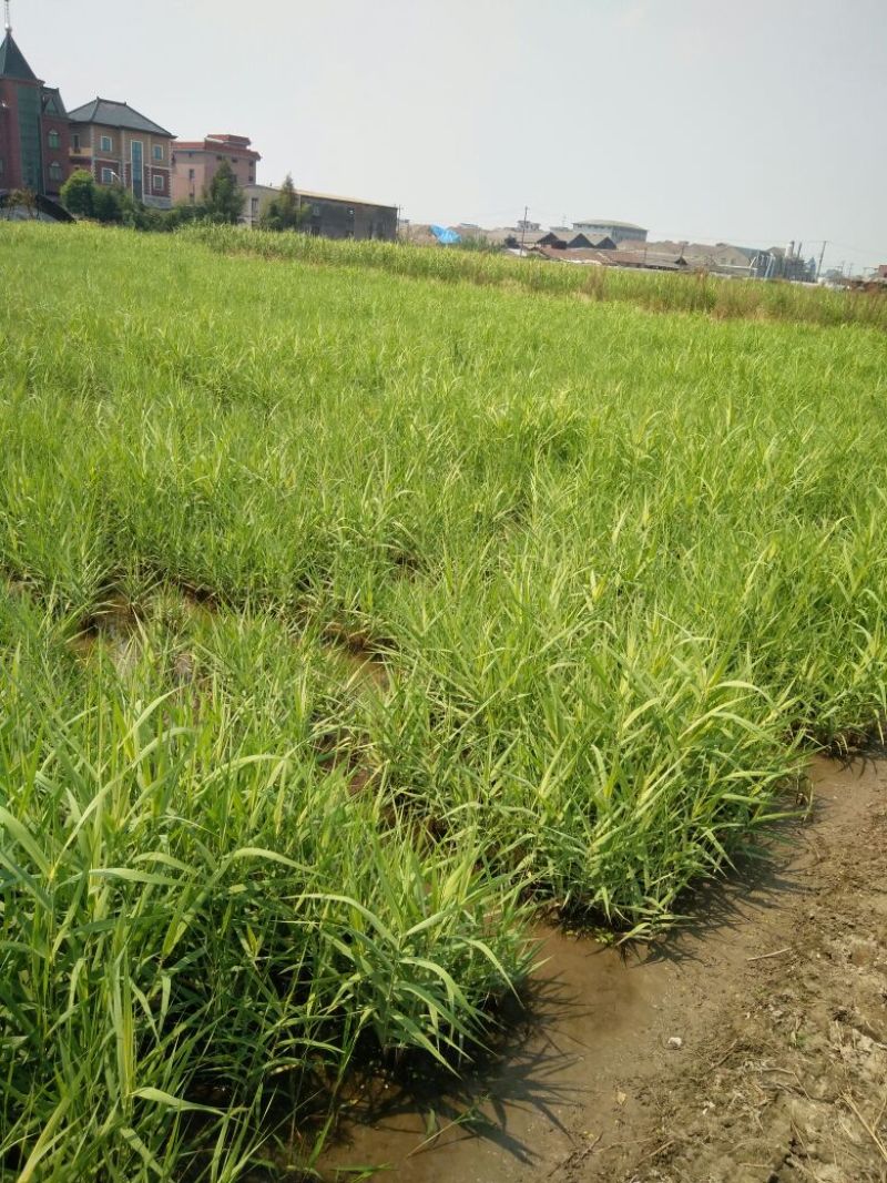 花叶芦竹50cm以上