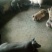 三元猪，瘦肉型肥猪，大中小的猪都有