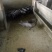 三元猪，瘦肉型肥猪，大中小的猪都有