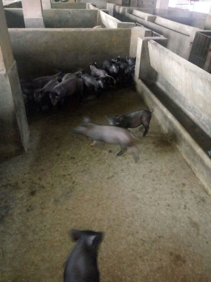 三元猪，瘦肉型肥猪，大中小的猪都有