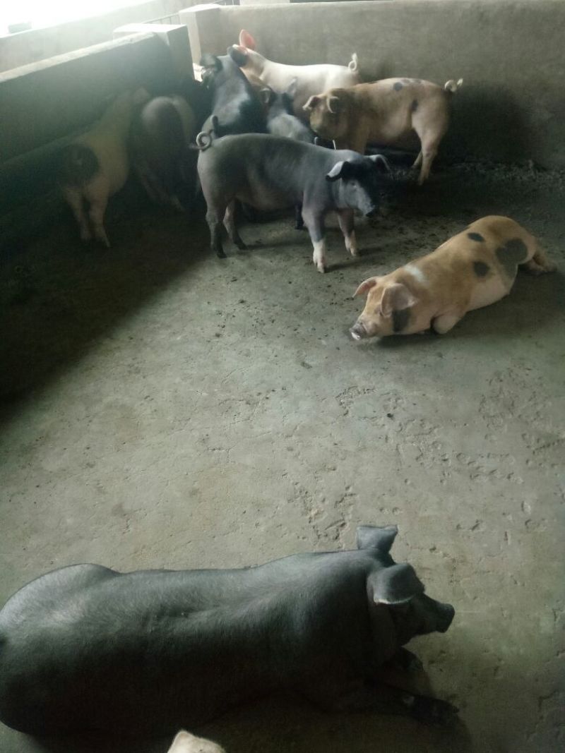 三元猪，瘦肉型肥猪，大中小的猪都有