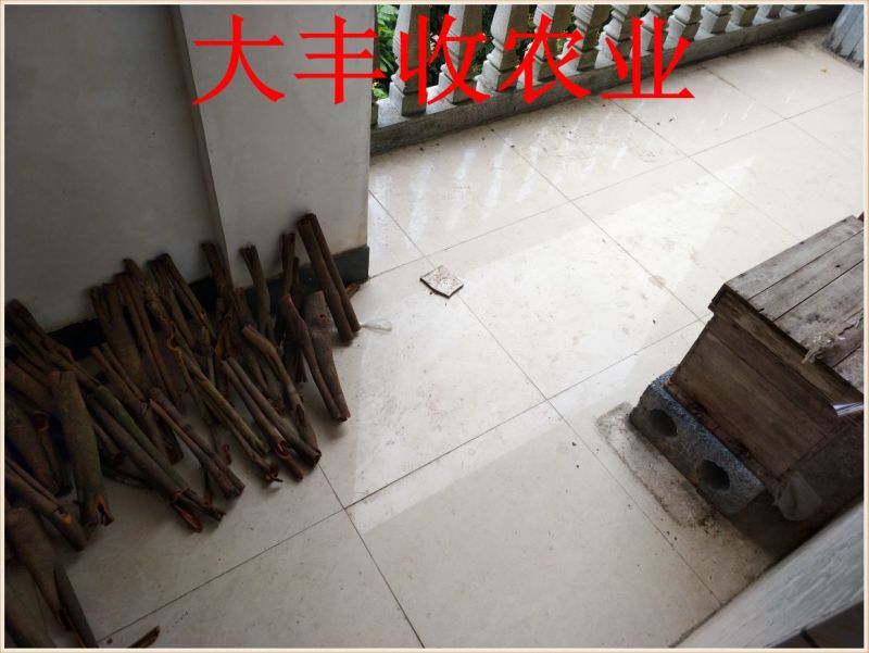 桂皮散装中通